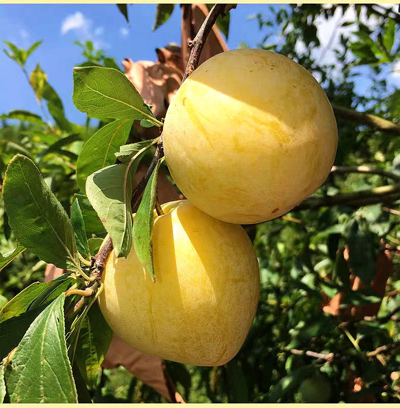 黄布林5斤现摘脆甜水果孕妇时令整箱三华黄心李子