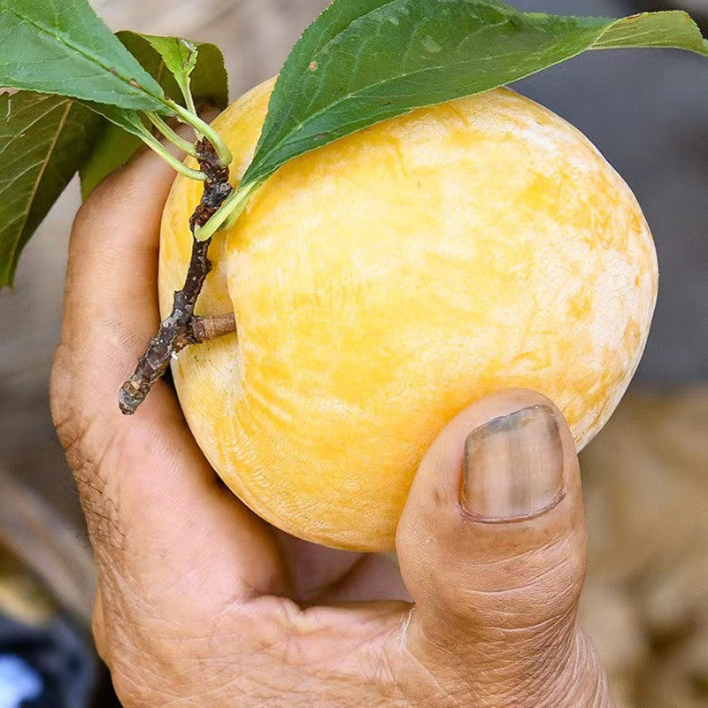 当季三华箱包装整5斤水果孕妇李脆甜黄心李新鲜李子