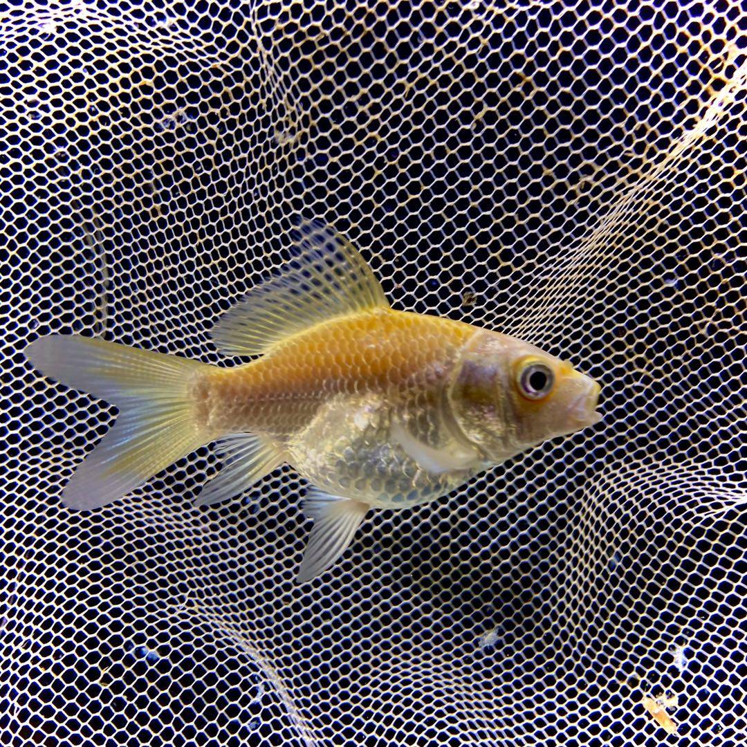 台湾黄金蝴蝶鲤鱼鱼苗贵妃七鳍精品短身球体鱼