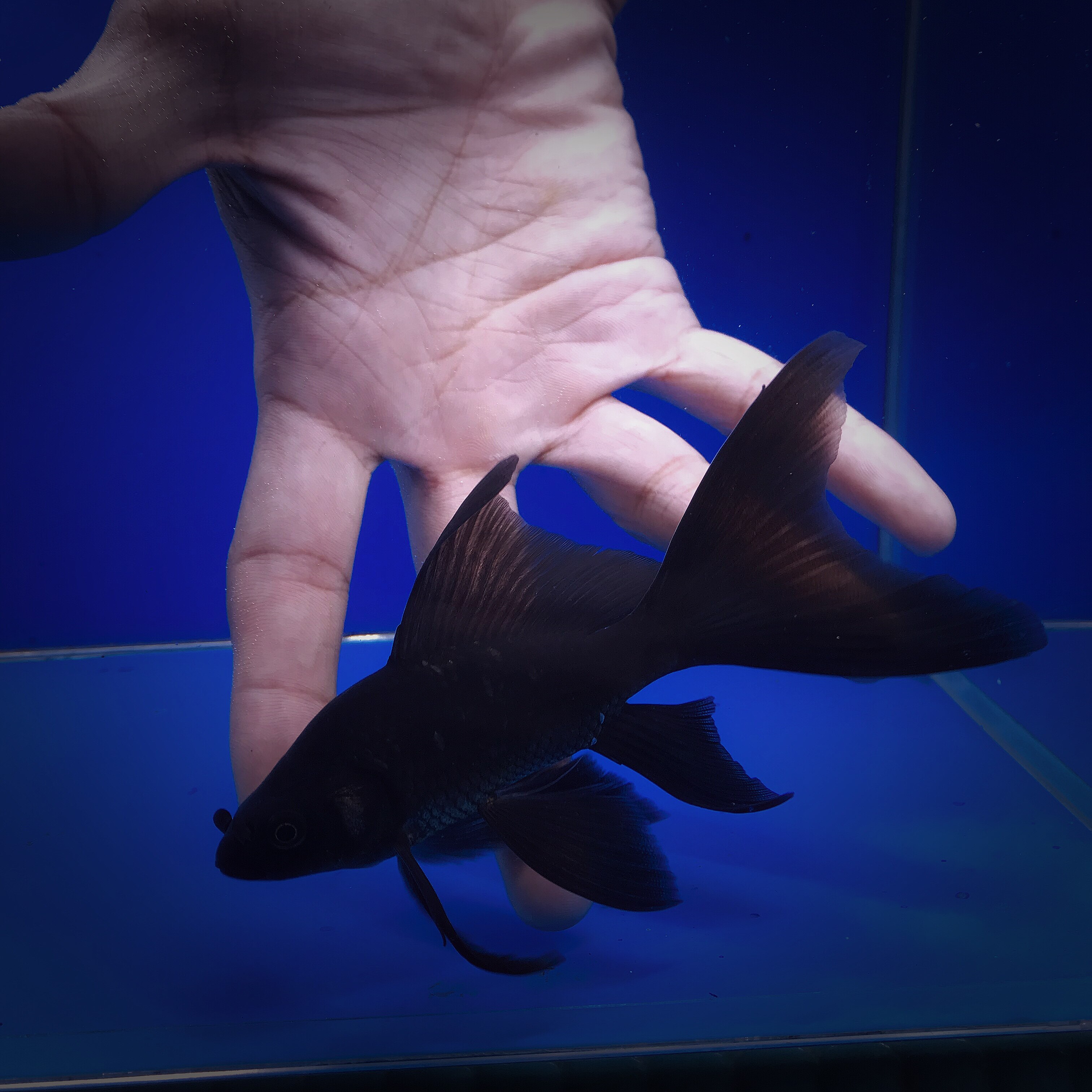 台湾彗星蝴蝶鲤大七鳍黑蝴蝶龙鲤配色新品种招财镇鱼