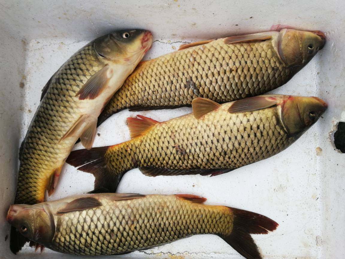 江大鲤鱼江鱼黑龙黑龙江美味东北特色冷水鱼乌苏里淡水鱼类