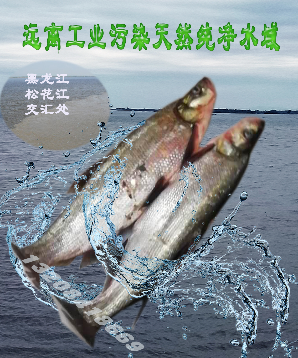白鱼10斤黑龙江乌苏里江天然岛子鱼翅嘴鱼鲜美美鱼淡水鱼类