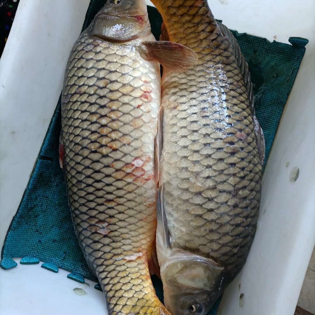 江大鲤鱼江鱼黑龙黑龙江美味东北特色冷水鱼乌苏里淡水鱼类