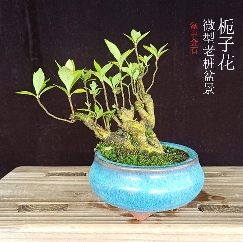 小叶栀子花微型盆景老桩矮霸水横枝小品树桩迷你时令草本花卉
