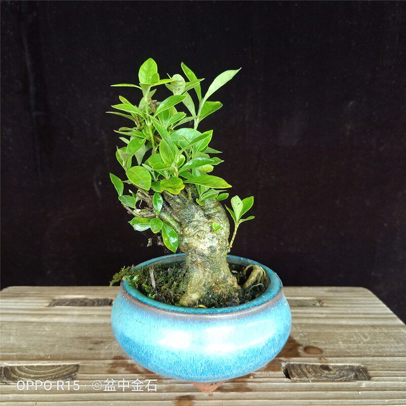 小叶栀子花微型盆景老桩矮霸水横枝小品树桩迷你时令草本花卉