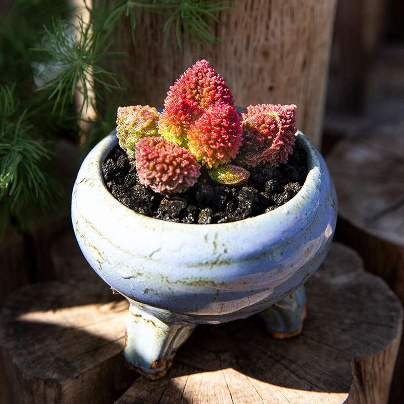 朱紫玉肉小花陌绿植桌面肉贵萌肉盆栽品种多稀有多肉植物