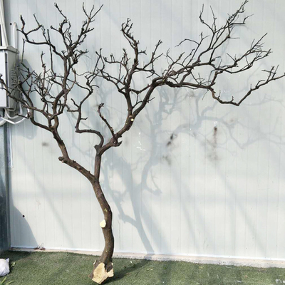 去皮造型枯树许愿树枝树干天然原木造景花艺干枝装饰景观干花