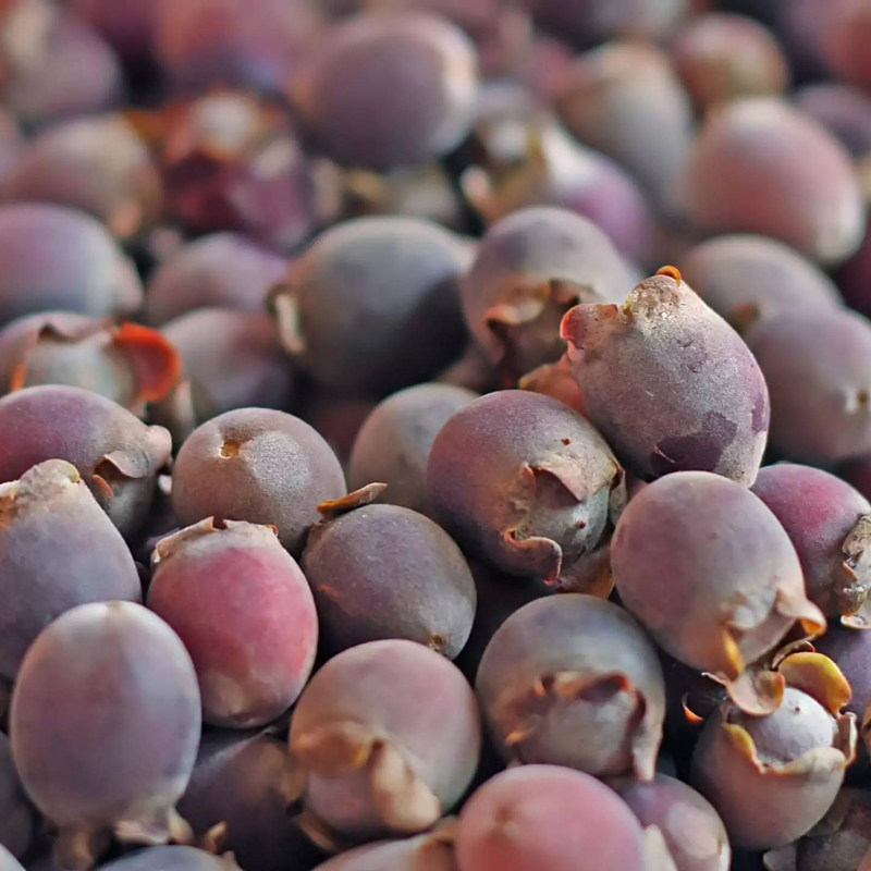 桃金娘苗正宗苗山树苗乌捻果苗广西山花烂漫果树