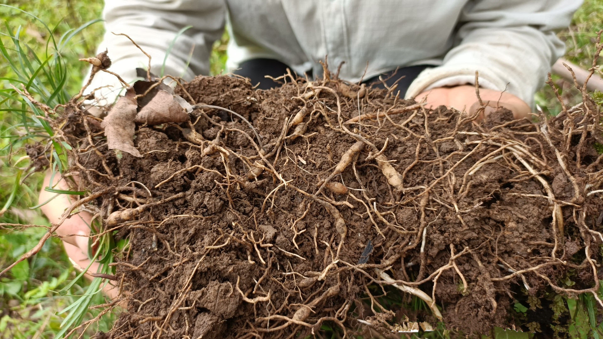 深山麦冬野生中药材500克特级同仁堂麦门冬麦东茶其他药食同源食品