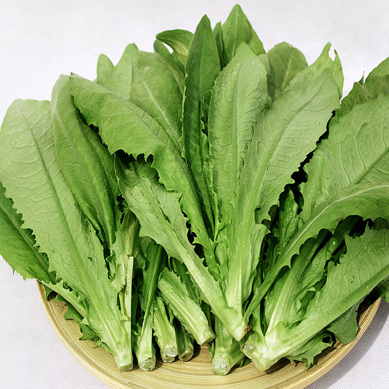 【速生甜油麦菜种子】脆甜香油麦菜春夏秋冬四季播种种菜蔬菜种子