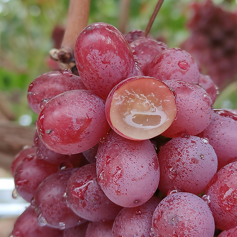 新鲜无籽提子红提冰美人水果山西克伦生葡萄脆甜葡萄