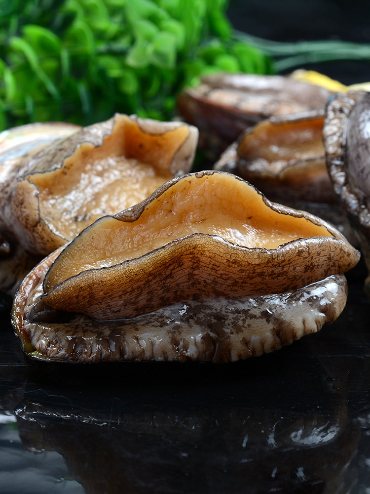 鲍鱼鲜活鲍鱼海捕大青岛九孔超大贝类海鲜水产鲍鱼