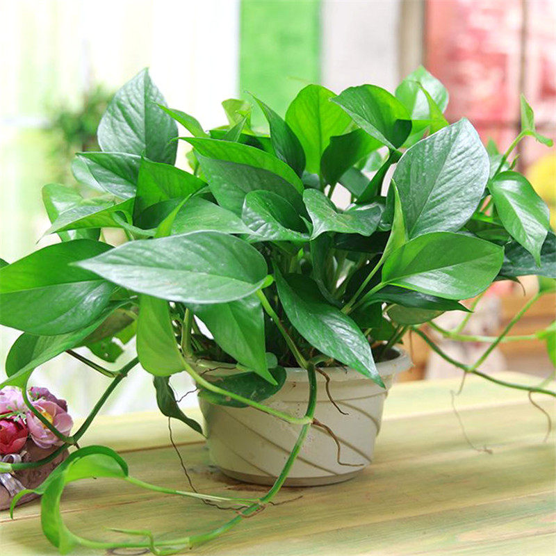 吊兰盆栽 常青藤绿萝口红牡丹吊兰珍珠吊兰 室内阳台垂吊绿植