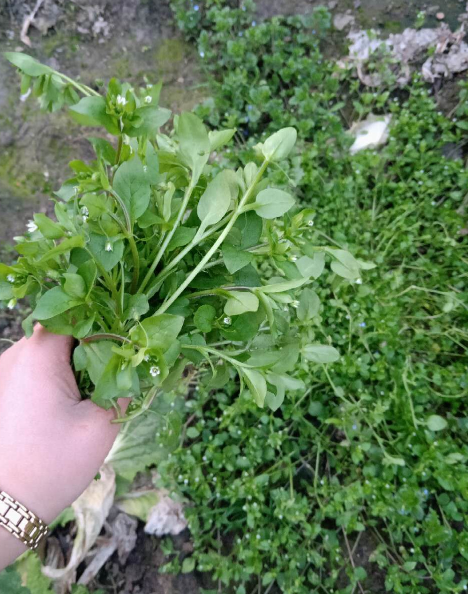 野生繁缕草新鲜鹅儿肠菜石灰菜鸡肠菜园酸菜繁缕草1斤