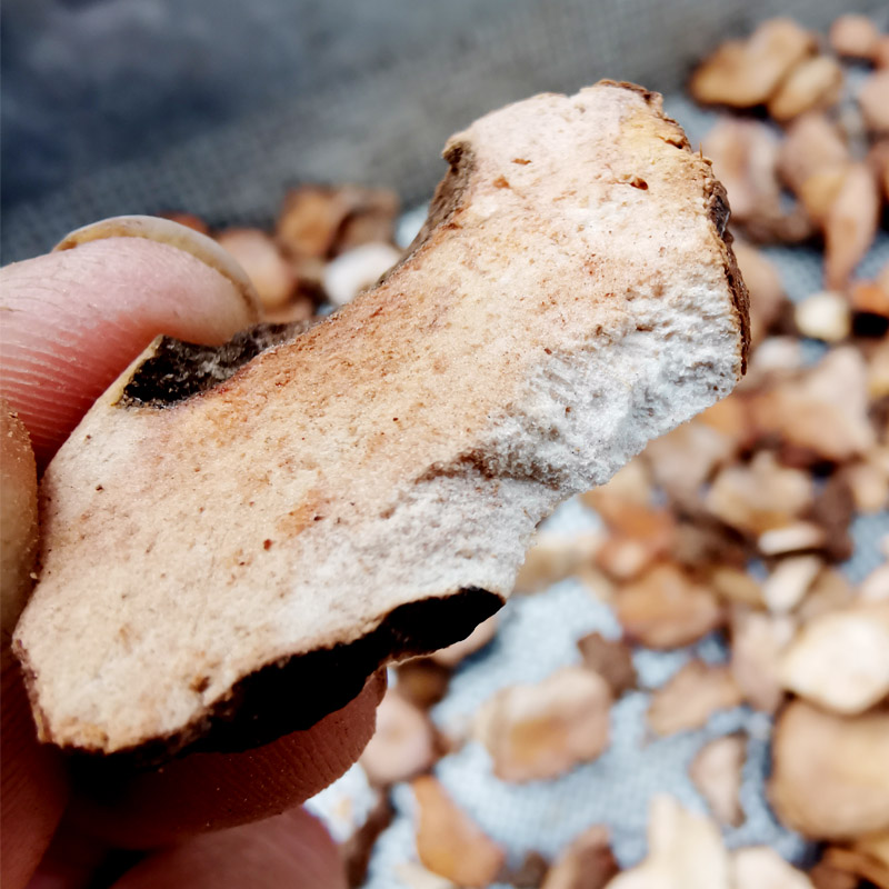 包邮 野生红伏苓块中药材新晒干货无硫土苓粉500g 贵州土茯苓片干