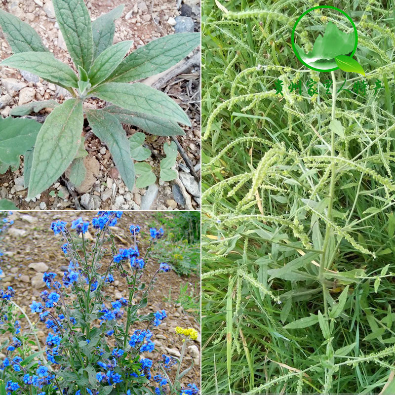 贵州野生中药材提壶干品100g包邮琉璃草蓝布裙其他药食同源食品