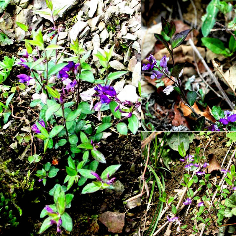 野生中草马回包产后草挂米辰砂药材瓜子干货新干货其他药食同源食品