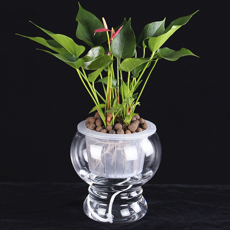 水培植物玻璃花瓶花盆容器自动吸水水养器皿花瓶