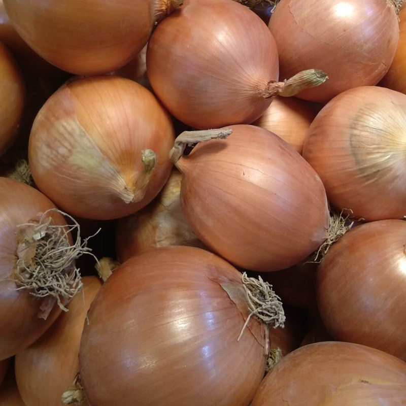 洋葱甘肃黄洋葱葱头葱葱蔬菜大圆新鲜黄皮自种葱类