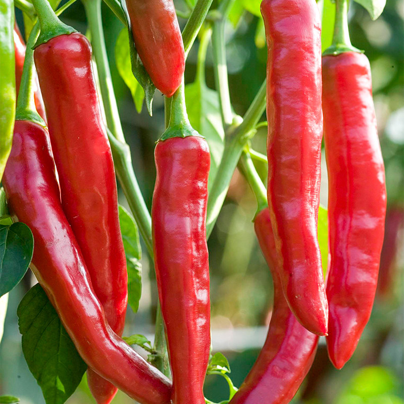 新鲜辣椒大红辣椒5斤新鲜蔬菜现摘农家小辣椒当季蔬菜红尖椒