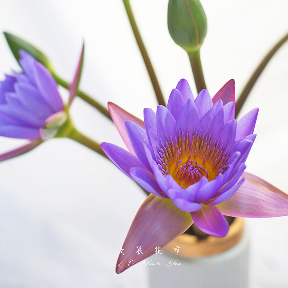 睡莲鲜花水培供佛莲花插花家用花束鲜花速递(同城)