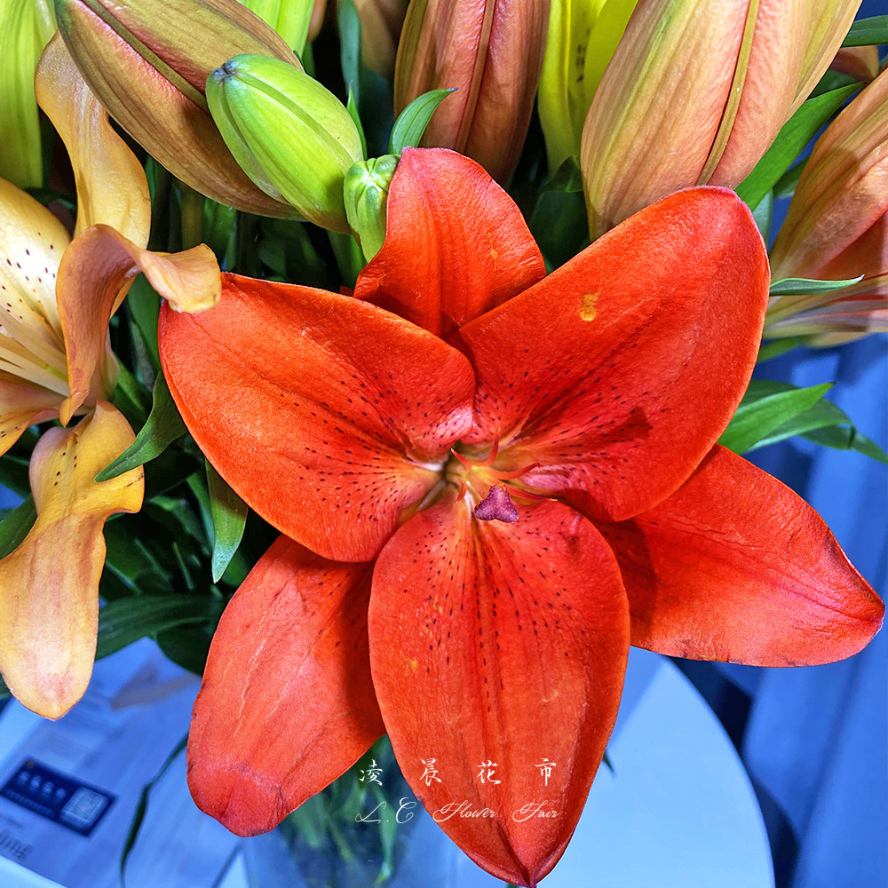 亚洲橘红黄小百合鲜花家用办公室插花低价直批包邮北京同城可闪送