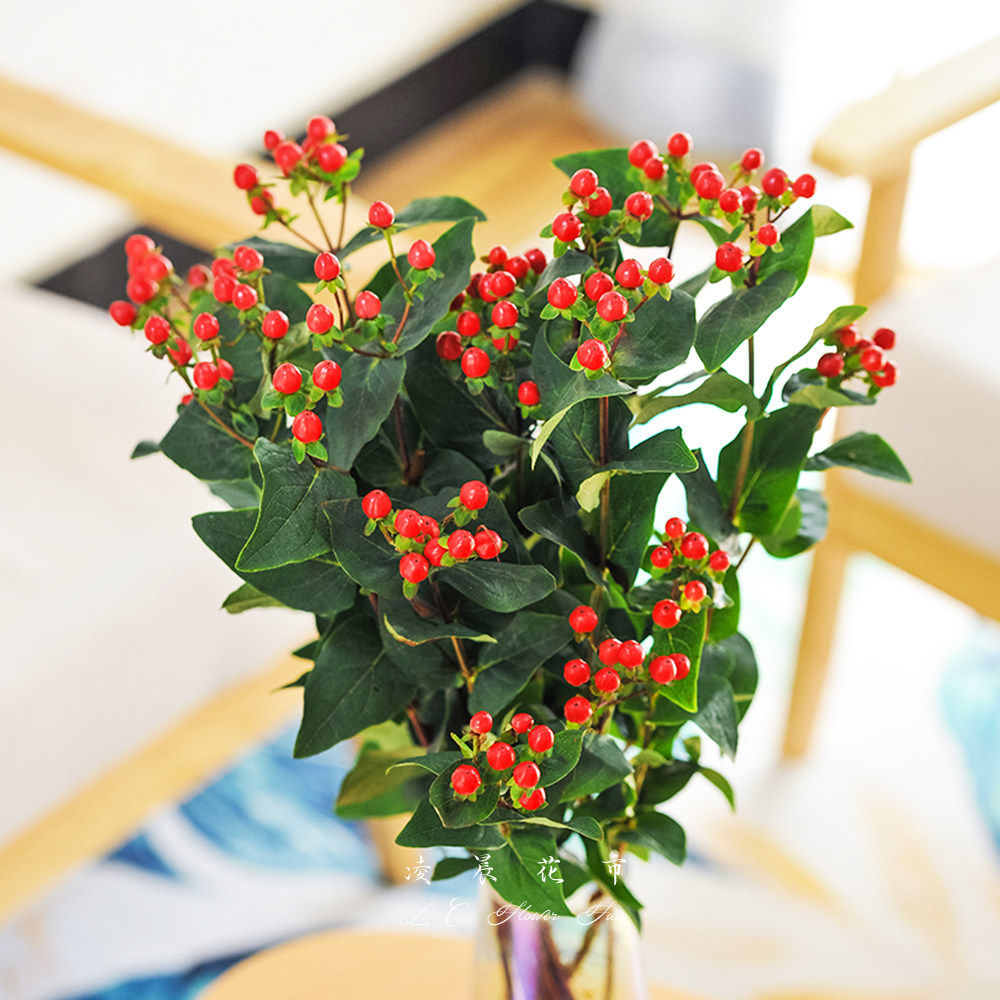 火龙龙珠相思豆鲜花家用花束办公室插花低价直批包鲜花速递同城