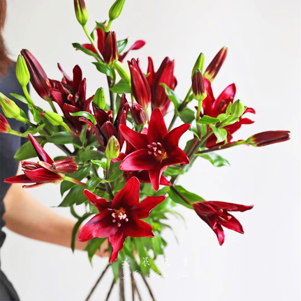亚洲橘红小百合鲜花家用办公室插花低价直批包北京鲜花速递同城