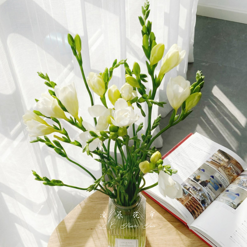 小苍兰香雪兰鲜花家用花束办公室插花低价直批包北京鲜花速递同城