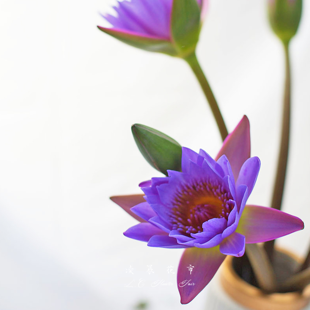 睡莲鲜花水培供佛莲花插花家用花束鲜花速递(同城)