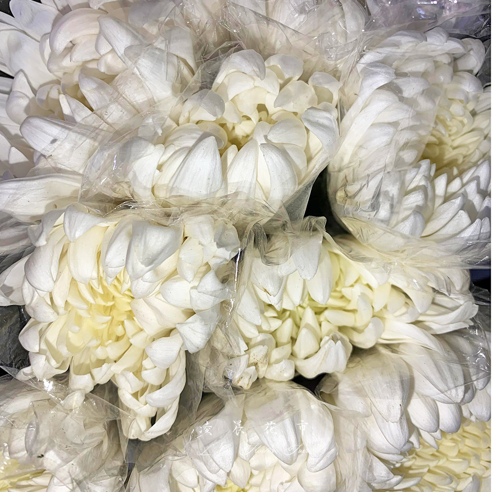 黄白菊花鲜花插花祭祀用花束清明扫墓哀悼用花包邮北京同城可闪送-mc