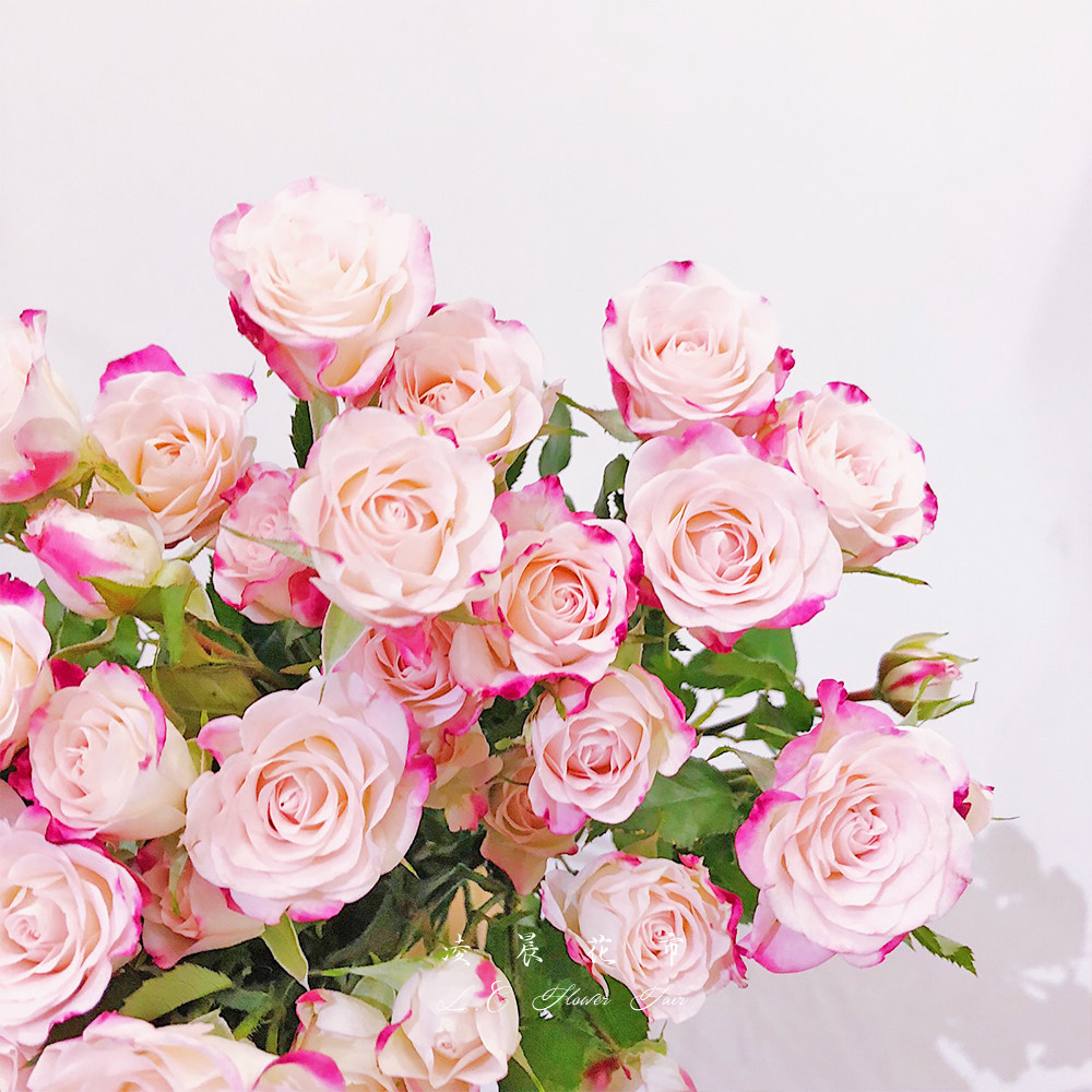 多头玫瑰蔷薇鲜花家用办公室送礼花束低价直批包鲜花速递同城