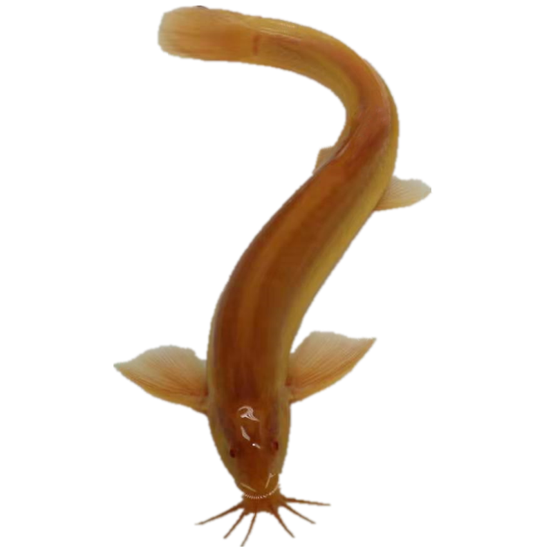 工具金色鲜活泥鳅黄金泥黄金清洁鱼吃垃圾冷水鱼鱼