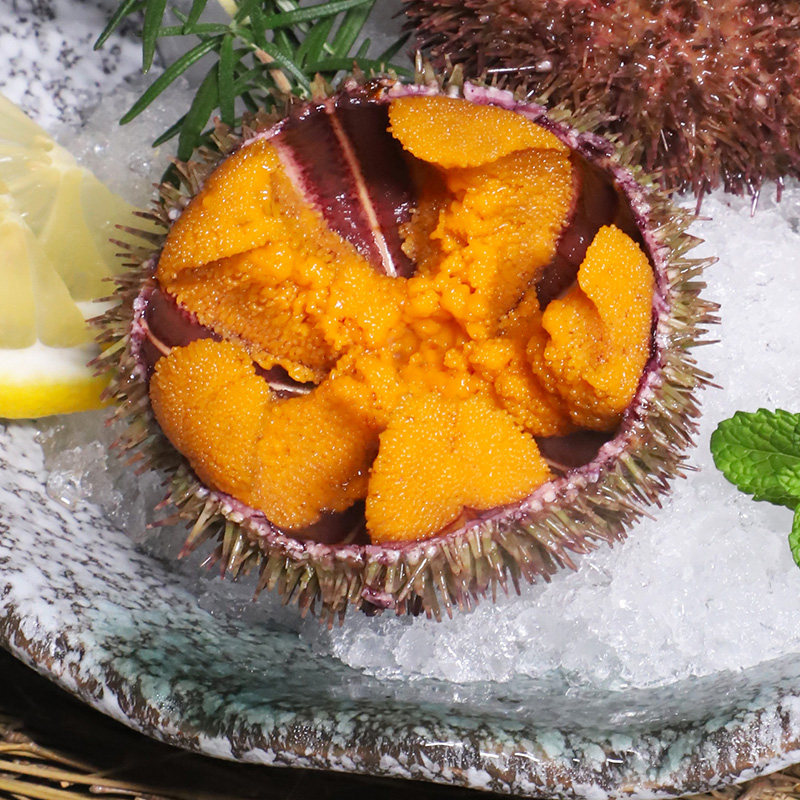 海胆大连小平马粪鲜活即食材料刺身新鲜生鲜海胆