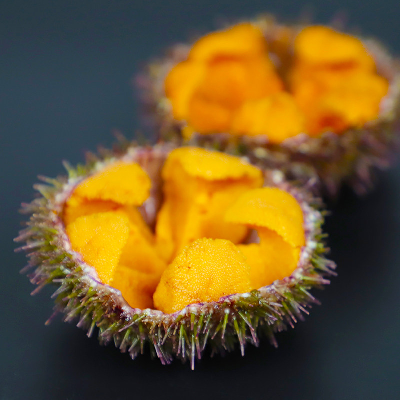 大连小平岛黄海胆鲜活即食食材料黄金海胆刺身新鲜生鲜水产活鲜