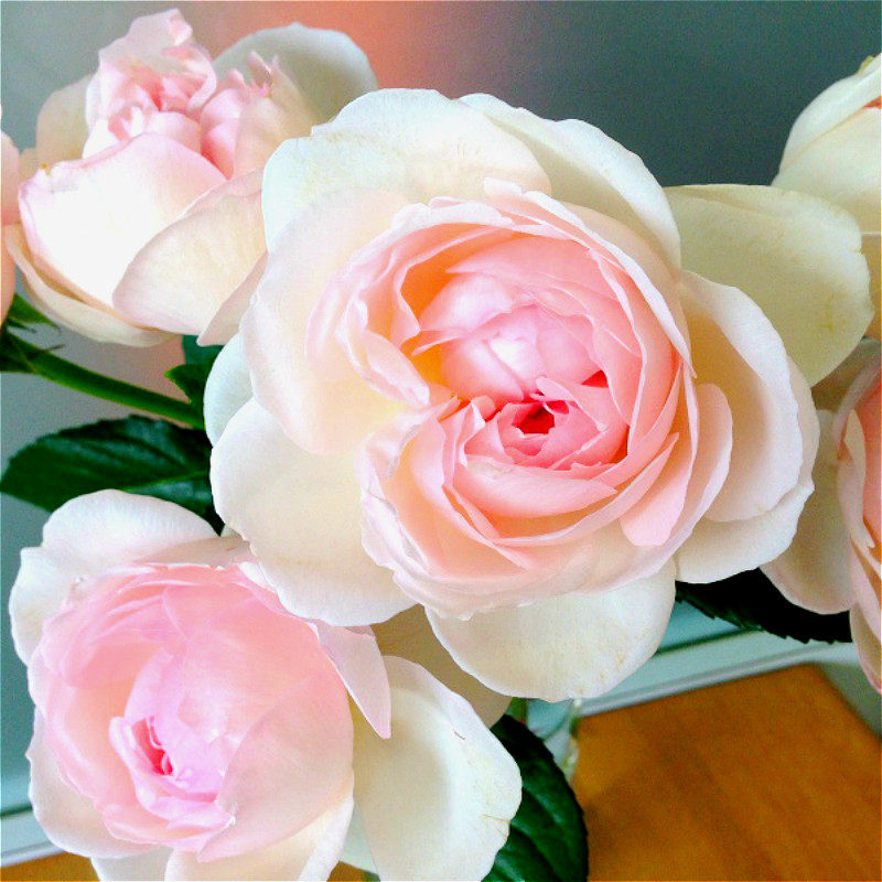 伊芙浓香心愿许愿之心系列月季阳台玫瑰玫瑰花时令草本花卉