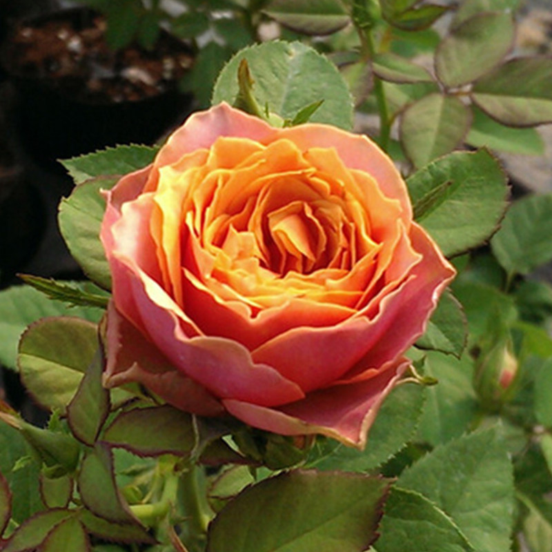 月季月季花花苗大花微月永远远的那不勒斯庭院阳台时令草本花卉