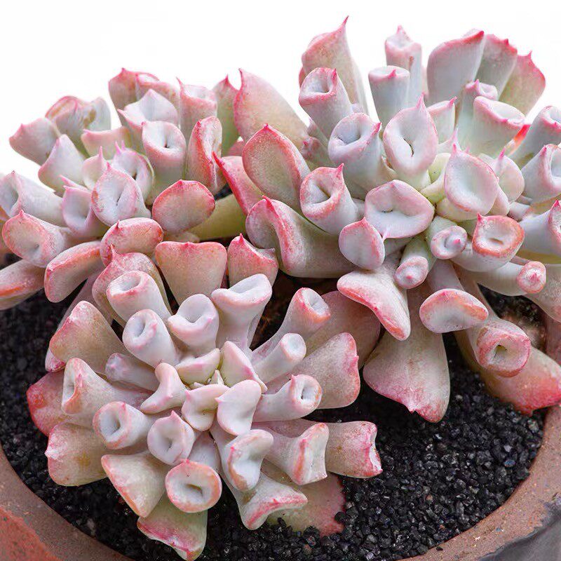 猪鼻子多植物小颗新品稀有品种小贵室内办公桌多肉植物