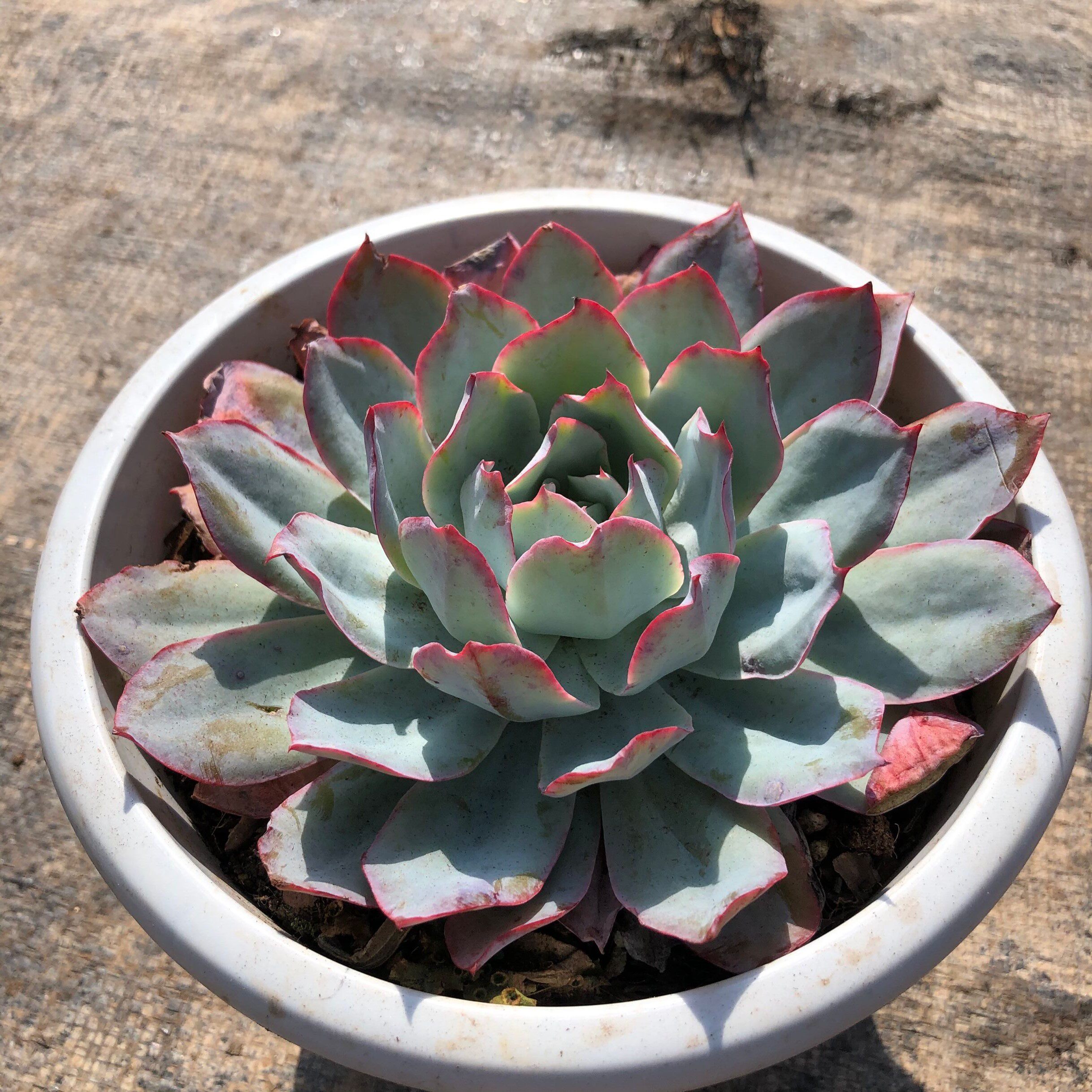 多肉蓝光三仙系列美版正版植物单头精选一物多肉植物