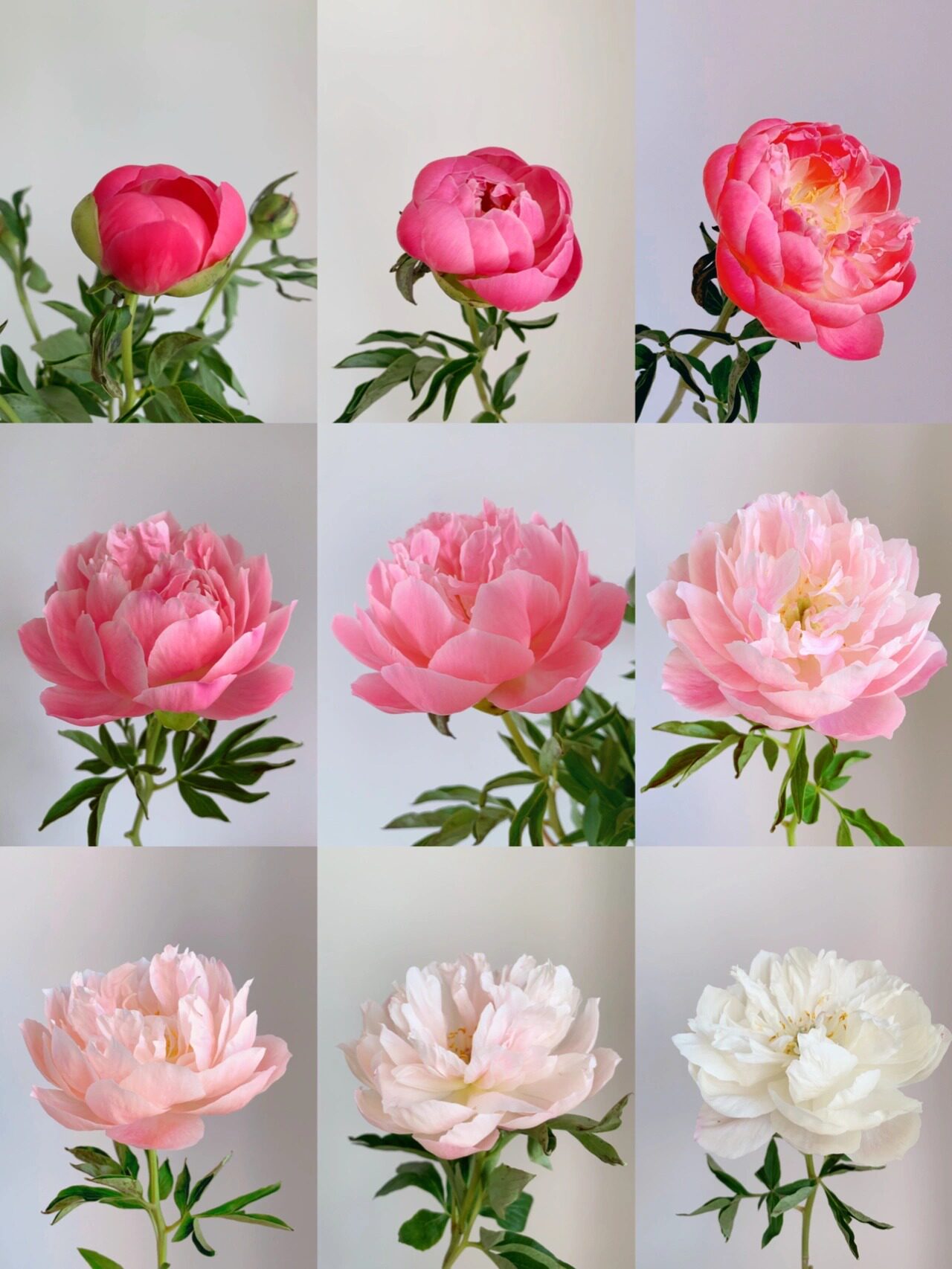 芍药鲜花落日珊瑚10枝网红进口重瓣居家花卉鲜花速递(同城)