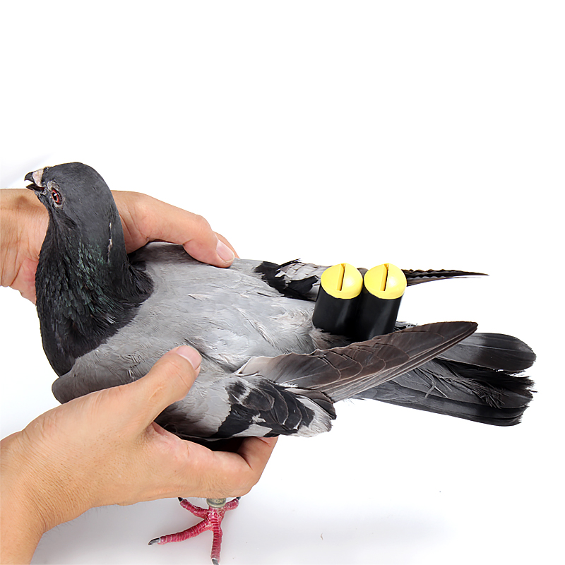 尾哨哨子训鸽哨纯手工高飞超轻信鸽老北京鸽子其他