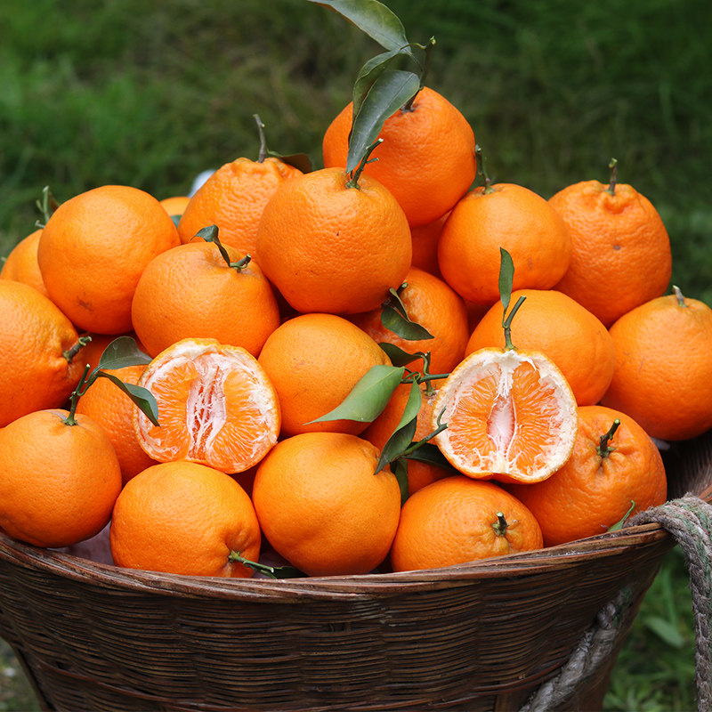 现摘现发新鲜四川春见耙耙柑水果橘子皮薄中大果带包装5斤8斤包邮
