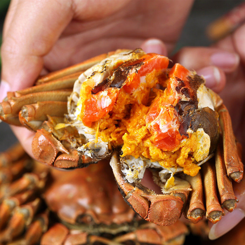 正宗盘锦河蟹全母10只稻田水产鲜活螃蟹礼盒大闸蟹