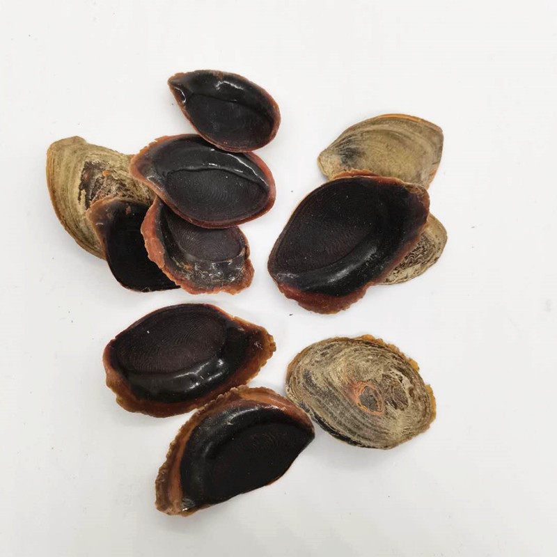 甲香南格藏香用药海螺盖螺500g古法传统统合海螺