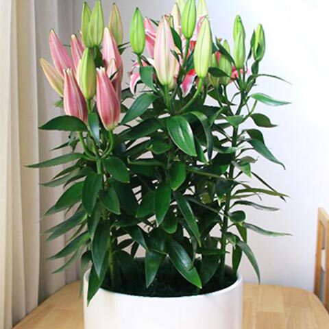 花苞香水百合花苗盆栽浓香四季开花室内外观花植物花卉