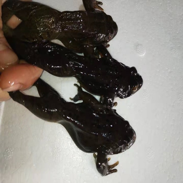 东北公林鲜活长白山蛤蟆一斤1920只大公活体雪蛤其它雪蛤制品