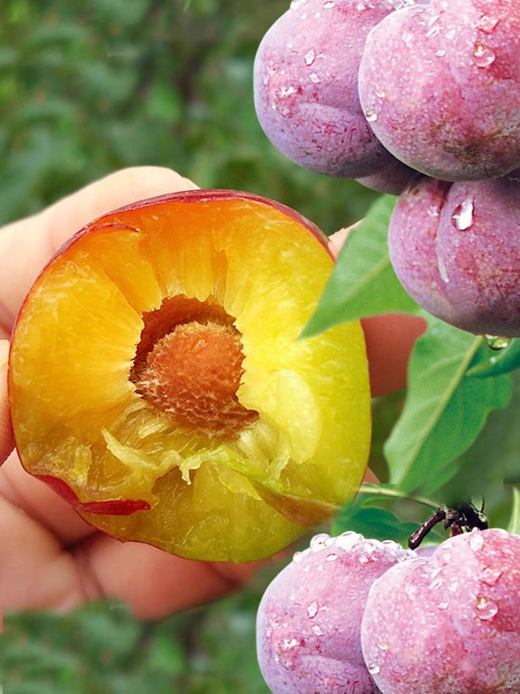 四川五月脆红李新鲜现摘正宗清脆