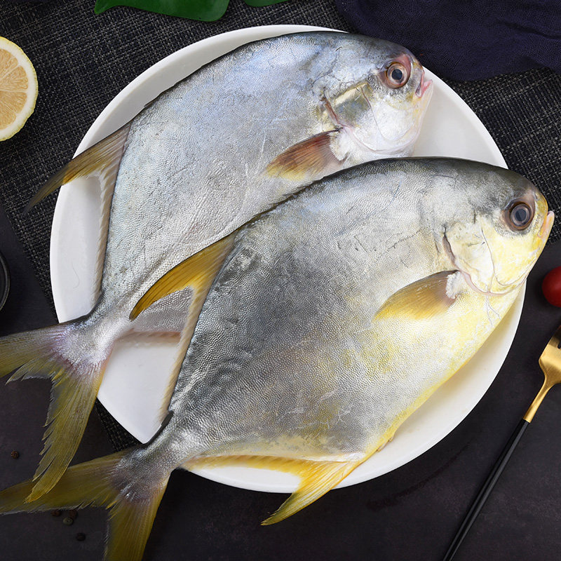 新鲜海海鱼昌鱼金昌鱼3斤深海捕金水产冷冻鲜活鲳鱼