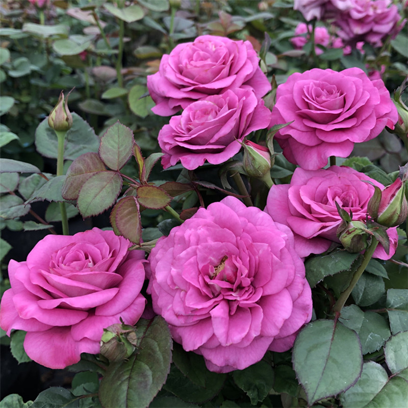 荷兰阳台台大花微月系列冥王星月季月季花花苗四季花卉