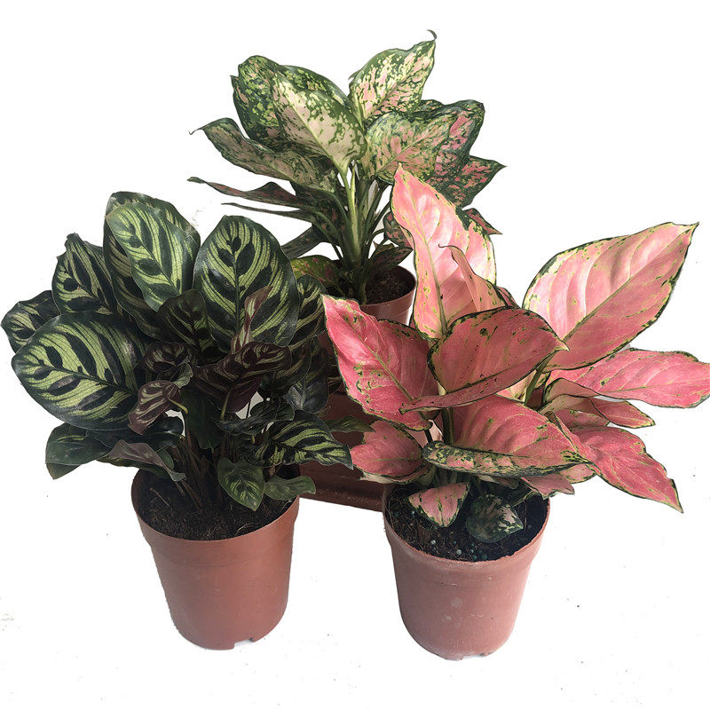 吉利红铁兰招财手七彩铁魅力之星孔雀竹芋如意皇后花卉绿植盆栽